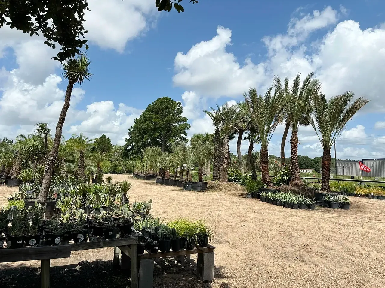 Sunny plant nursery with rows of potted plants, palm trees, and a gravel path under a blue sky