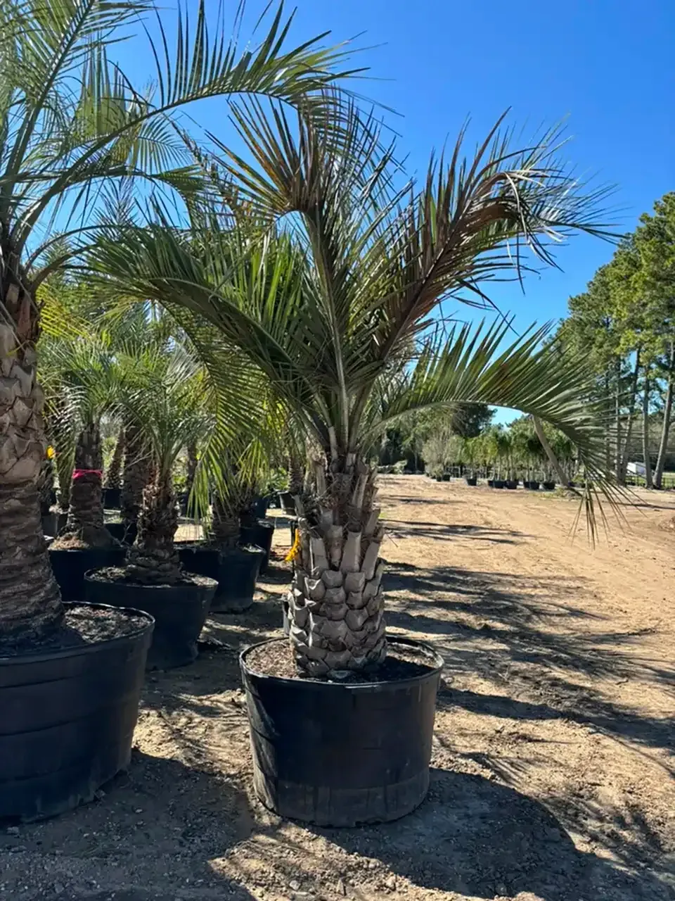 Potted palm trees lined up outdoors in a sunny nursery, with dry ground and blue sky.