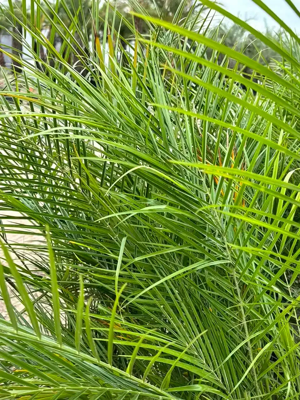 Dense green palm fronds filling the frame, with bright yellow-green leaves in sunlight