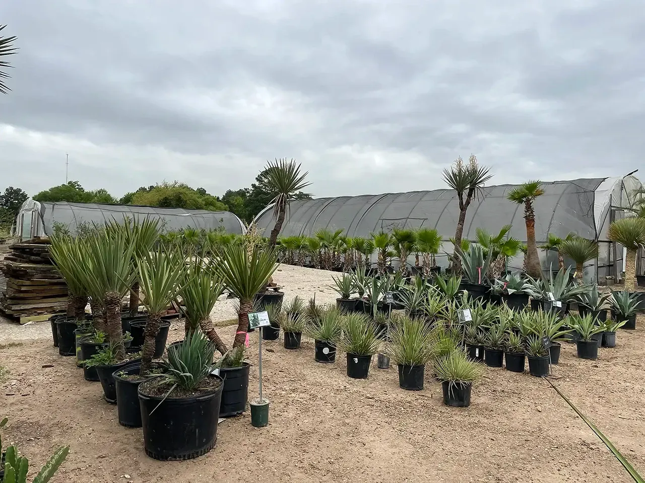 Outdoor plant nursery with rows of potted plants and small trees on gravel under a cloudy sky