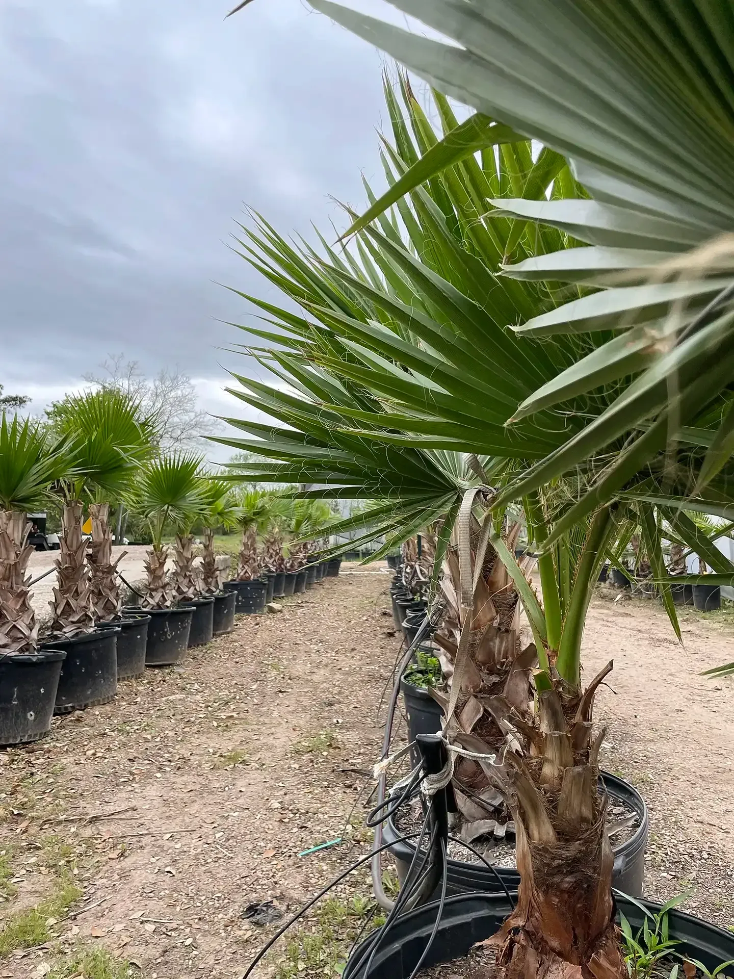 Rows of potted palm trees in a nursery under a cloudy sky