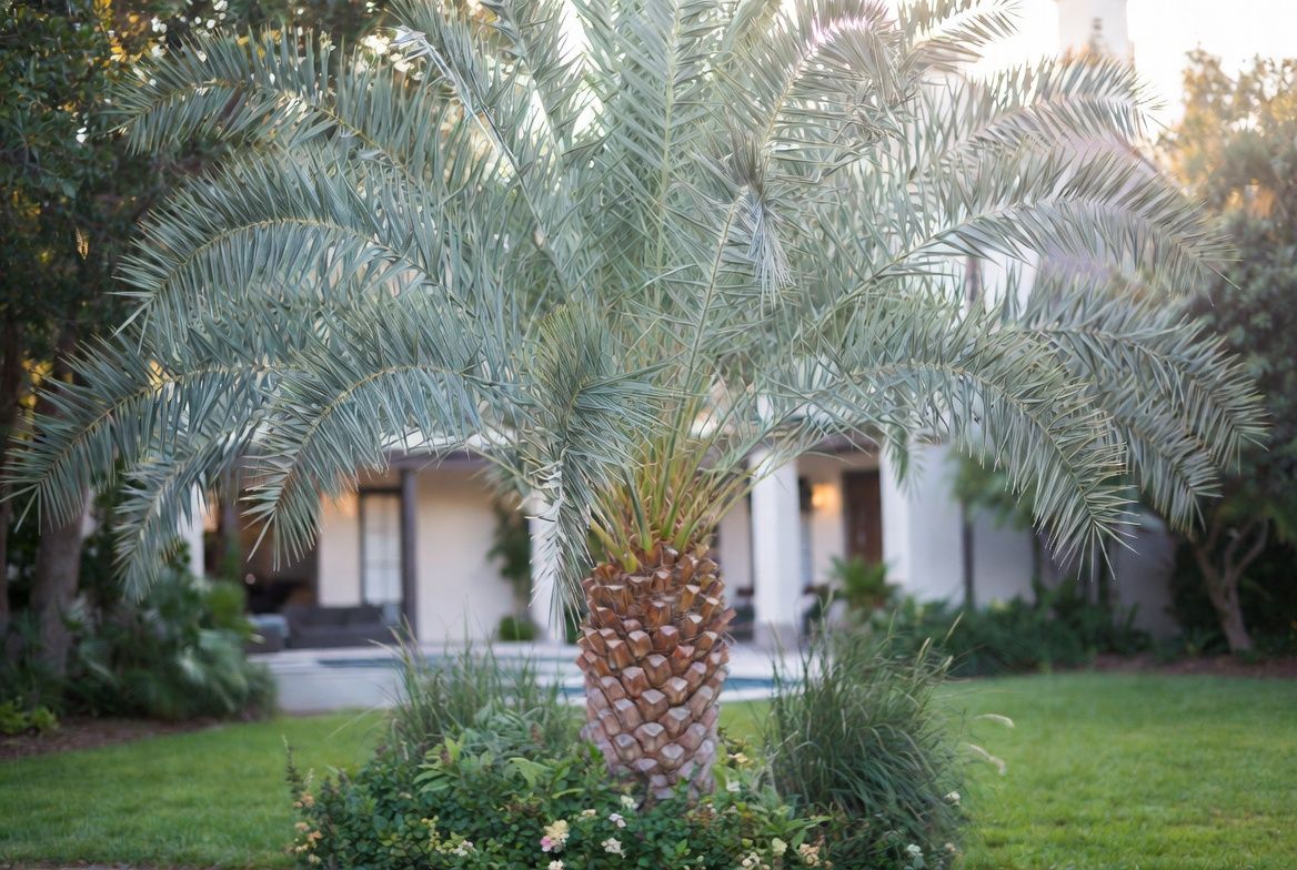 Phoenix Sylvestris for Landscaping: Design Ideas for Houston Homeowners blog image