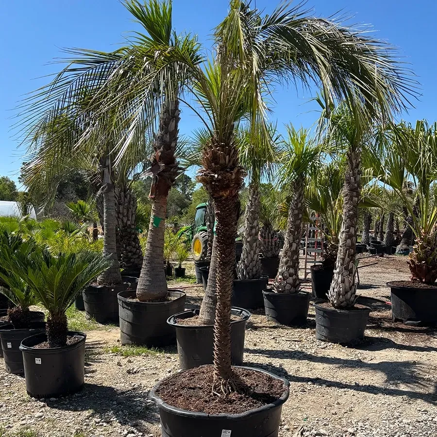 Potted palm trees lined up in a sunny outdoor nursery