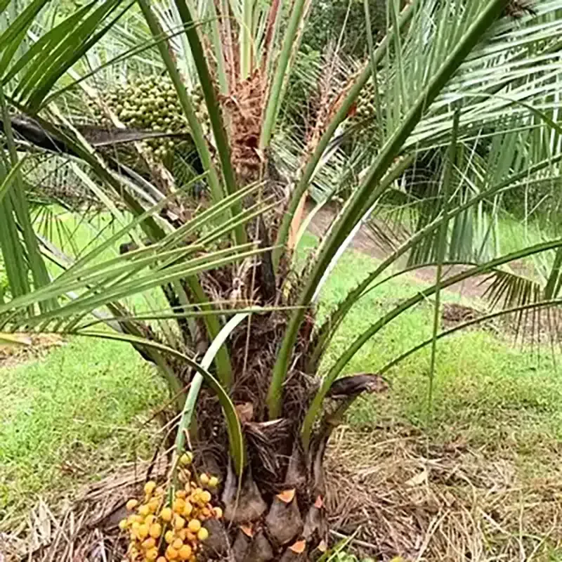 Palm tree with clusters of ripe yellow-orange dates growing at the base in a grassy grove