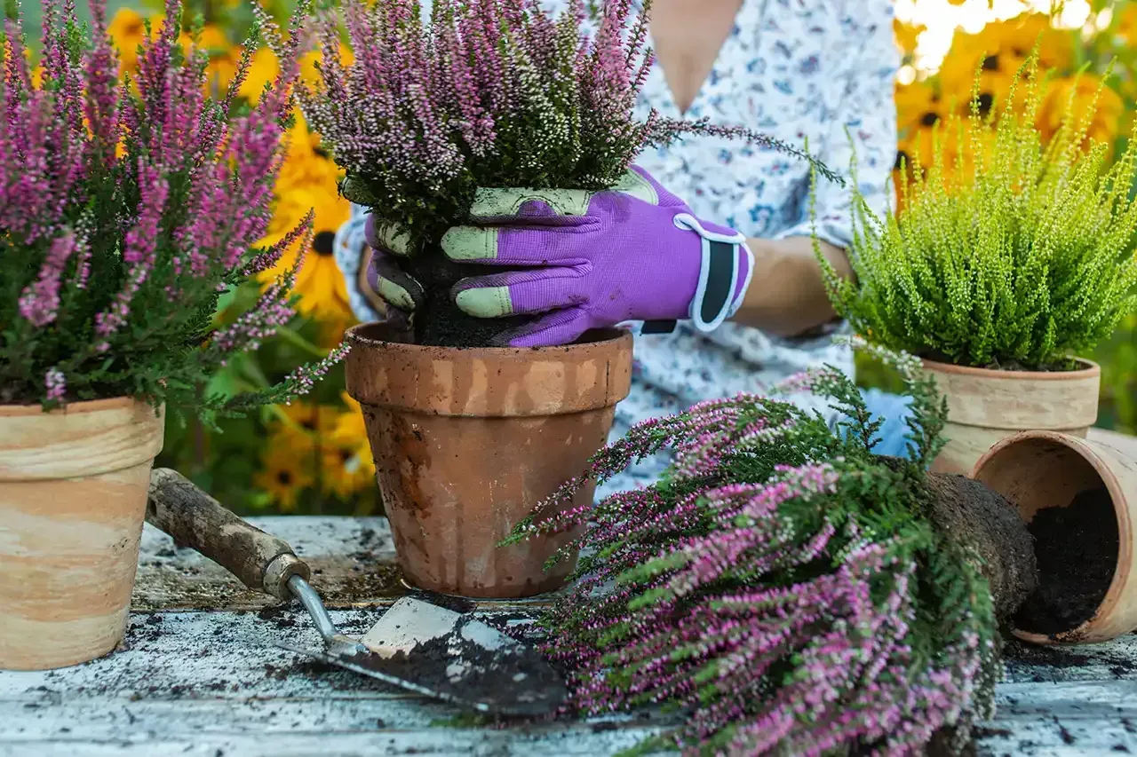 How to Plan Your Autumn Garden with Rosehill Palms