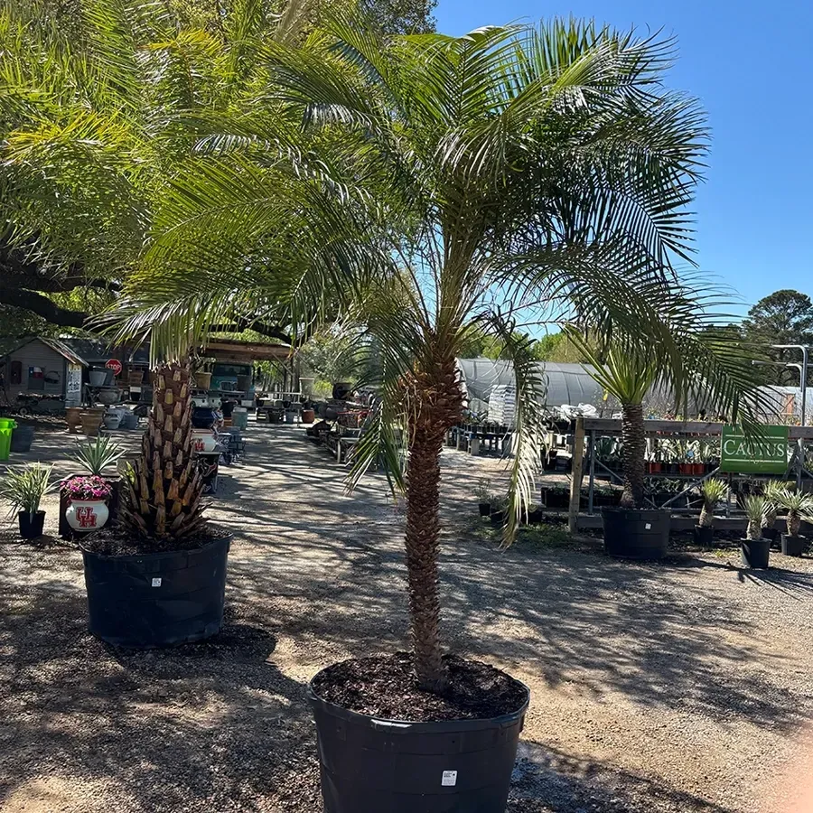 Potted palm trees in a sunny outdoor plant nursery under a clear blue sky