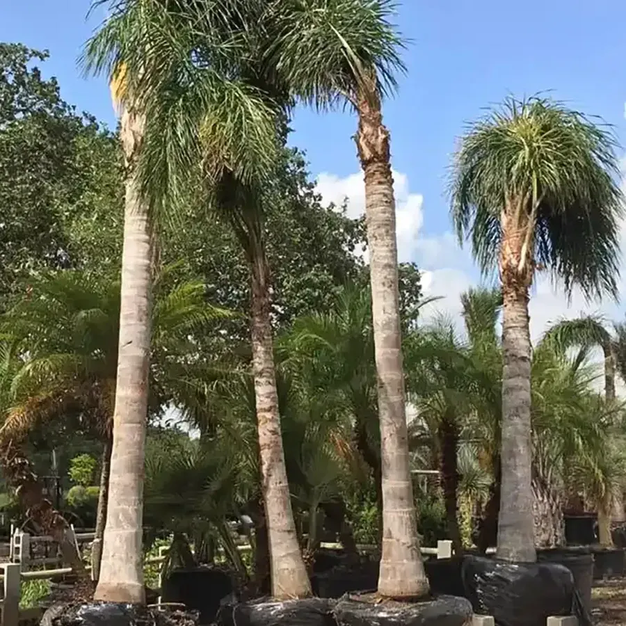 Tall palm trees in black pots in a sunny outdoor nursery or garden