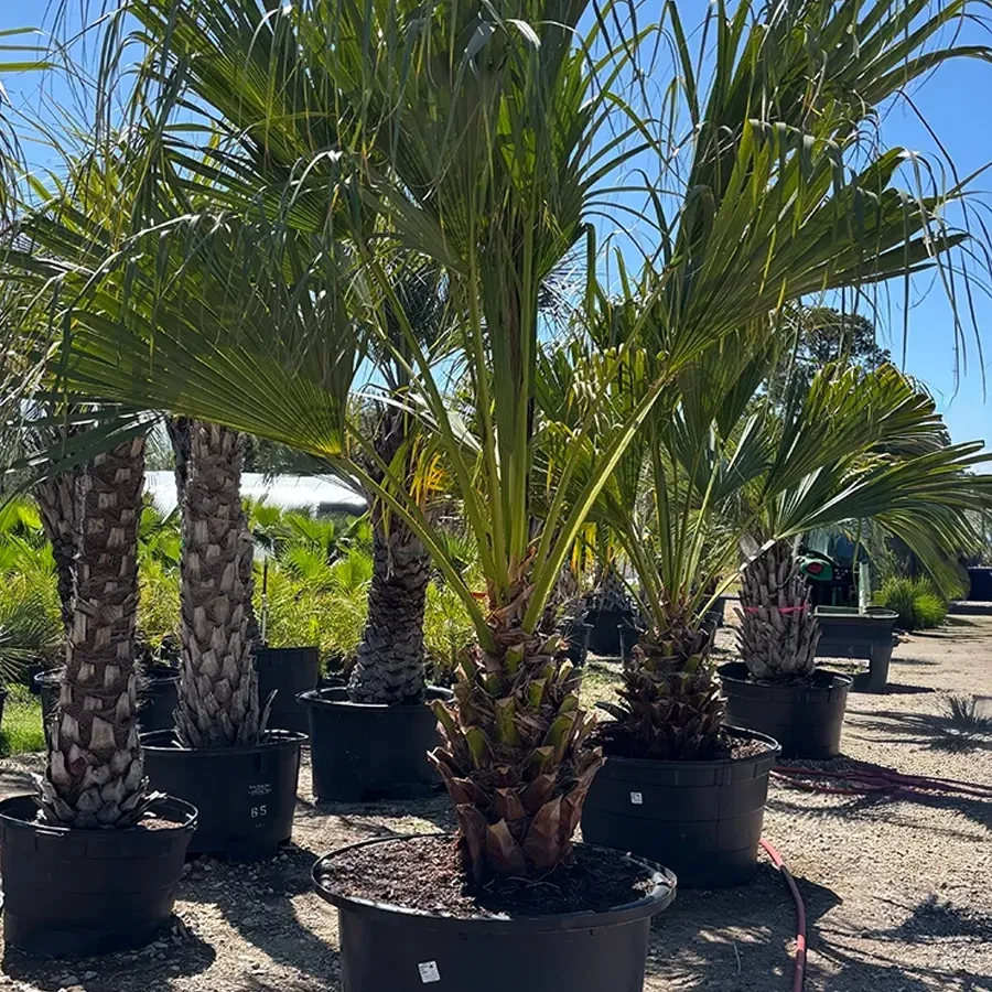 Potted palm trees lined up outdoors at a nursery in bright sunlight