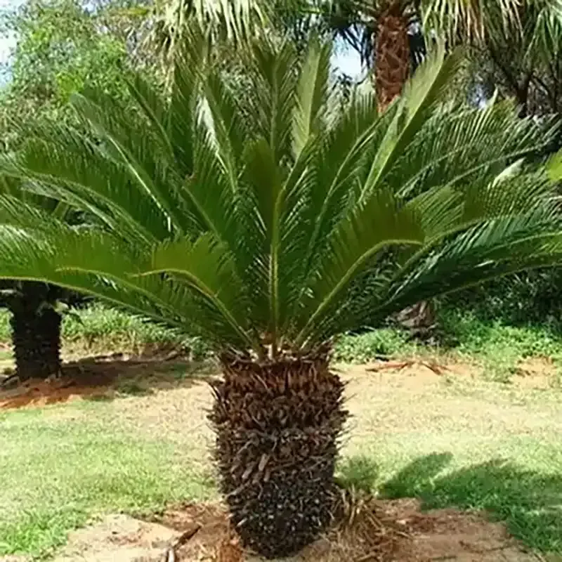 Small palm-like cycad with a thick trunk and arching green fronds in a grassy garden