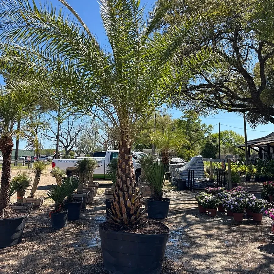 Potted Silver Date Palm trees and flowering plants in a sunny outdoor garden center by a waterfront