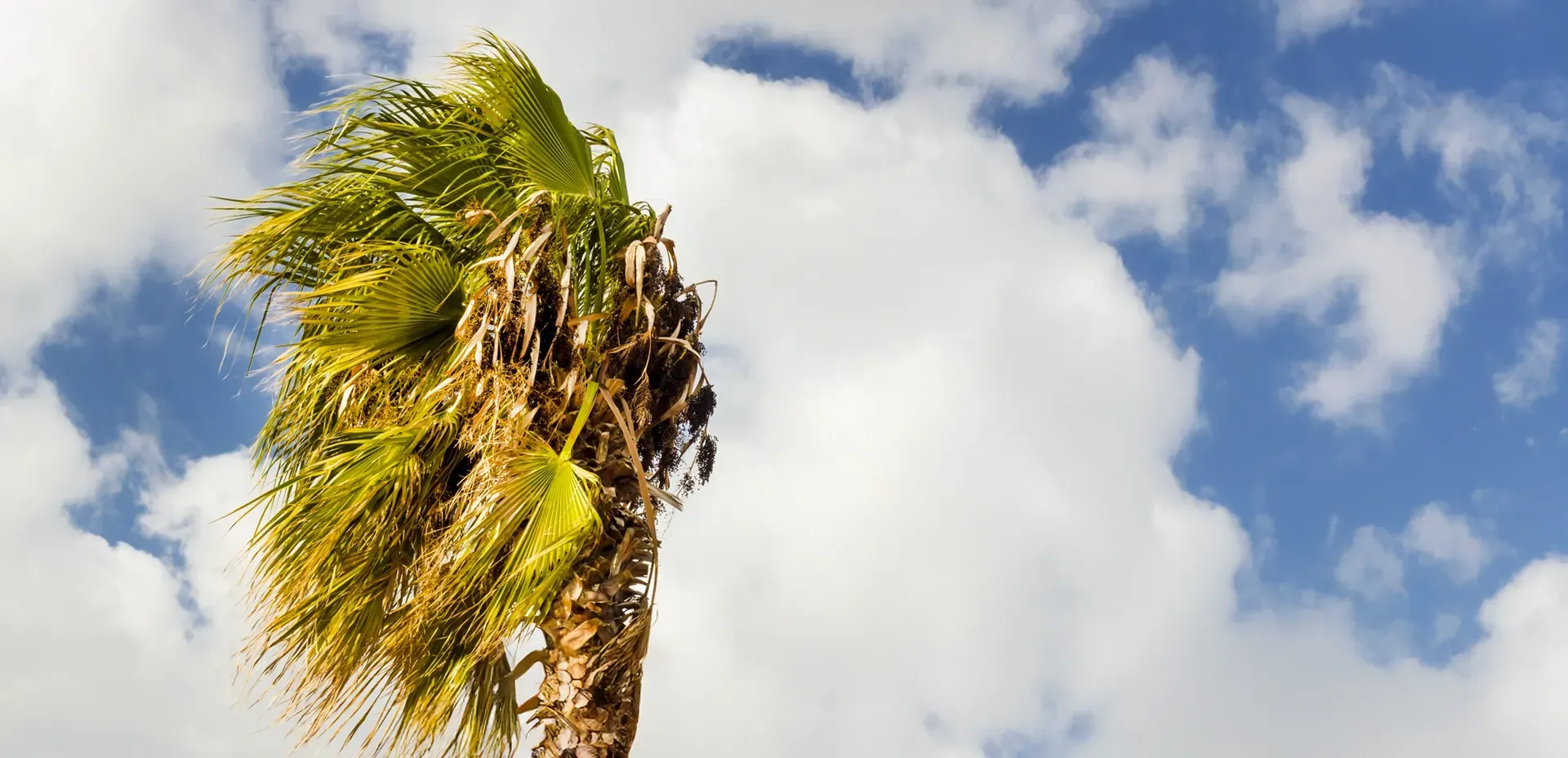 5 Signs Your Palm Trees Need Professional Care blog image
