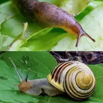 Rosehill Palms - How to Grow and Care for Canna Lilies - Slugs and snails
