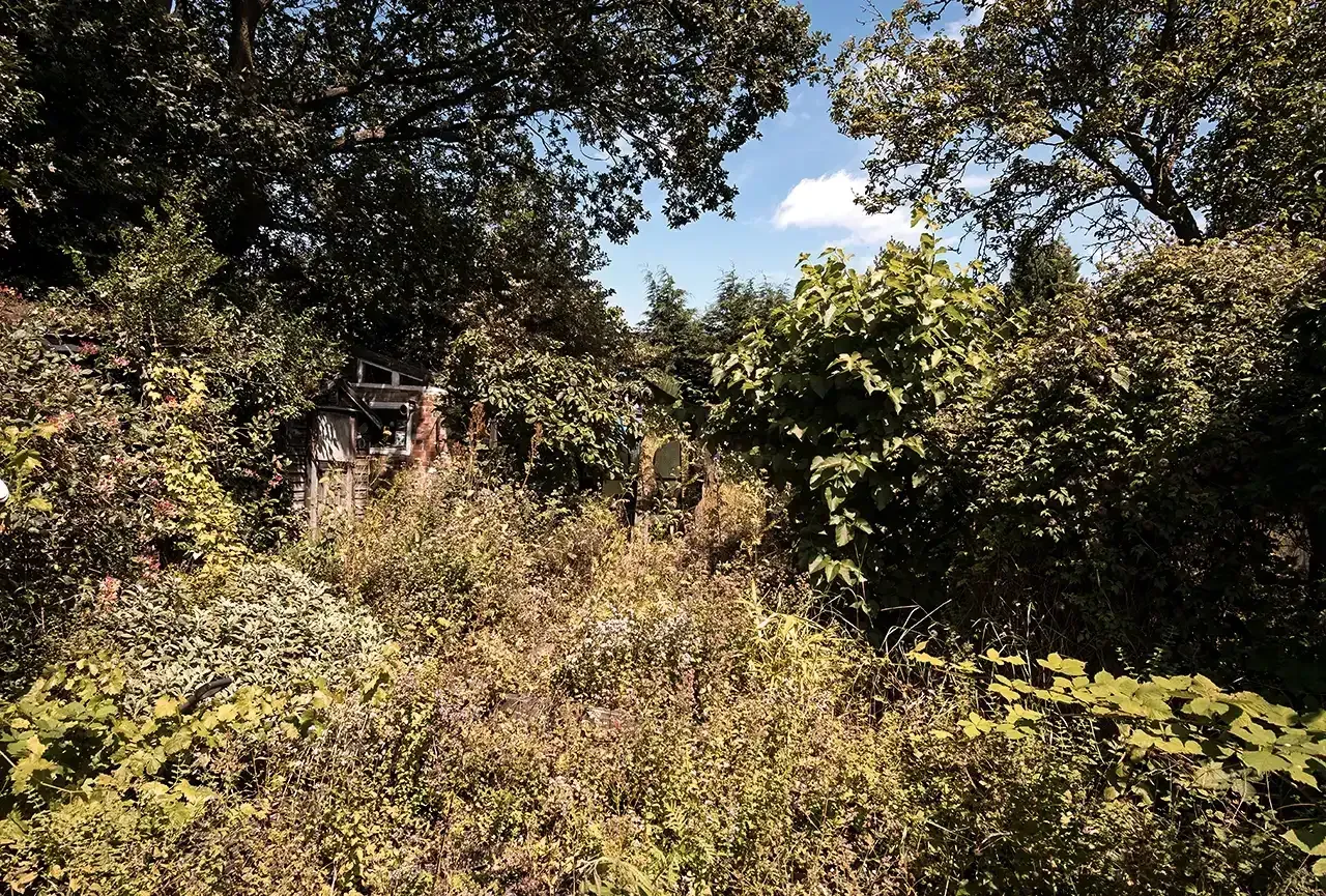 Addressing Overgrown Summer Landscaping post image