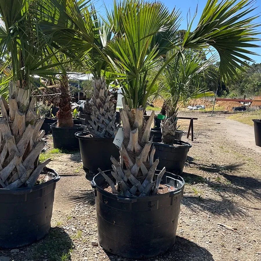 Potted Sabal palm trees in a sunny outdoor nursery with sandy ground.