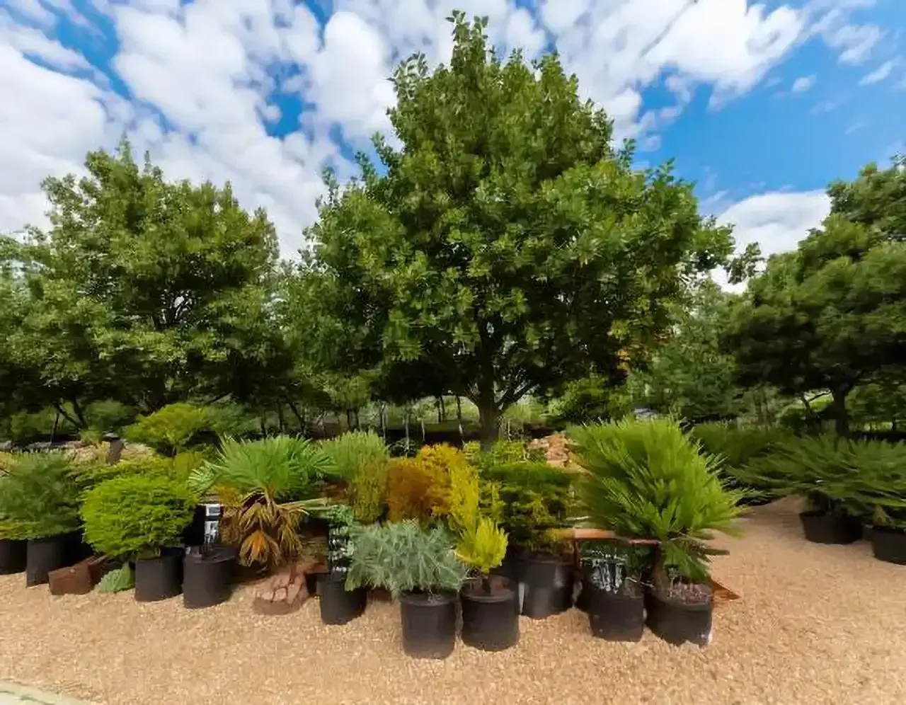 Top 10 Best-selling trees for sale in houston Texas image post