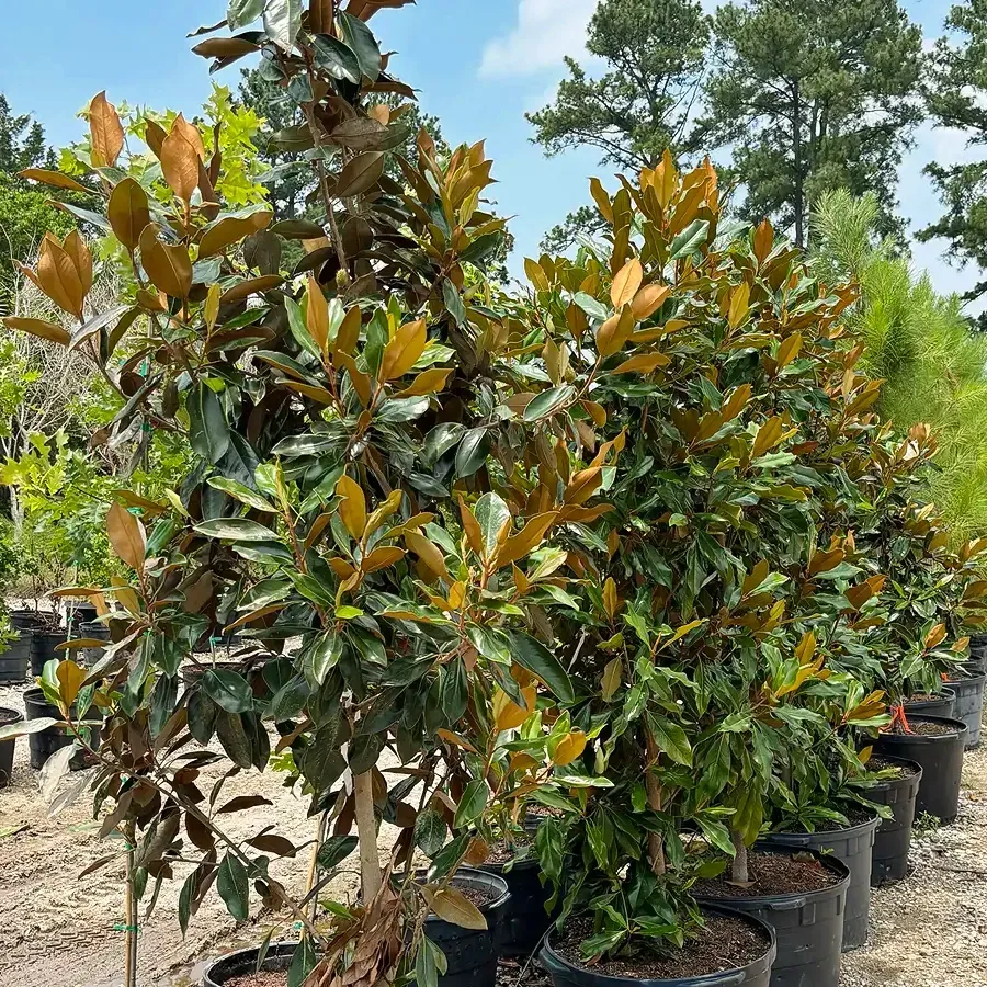 Potted magnolia trees with glossy green and bronze leaves lined up in a nursery outdoors
