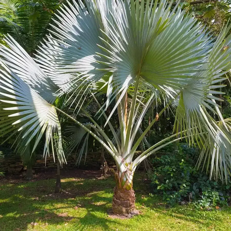 Silver fan palm in a sunlit garden, with broad blue-green fronds and a thick trunk.