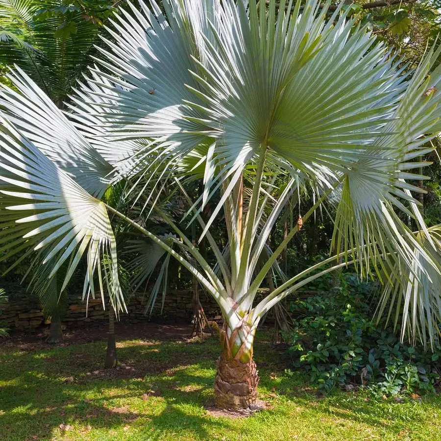 Windmill palm in a lush green garden, with wide blue-green fronds and a thick trunk.