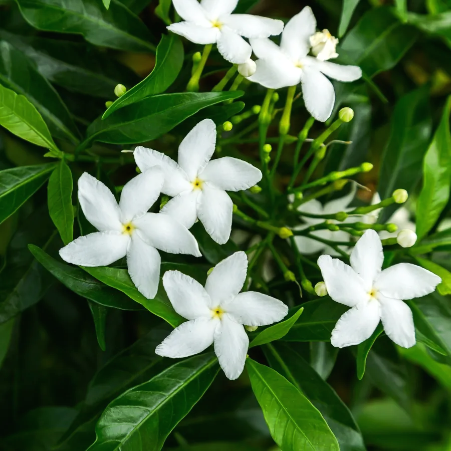 White star-shaped flowers among glossy green leaves