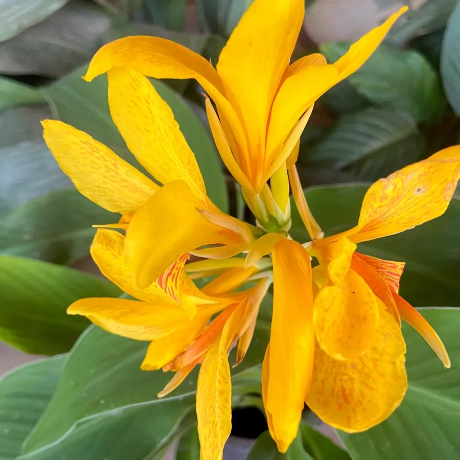 Bright yellow-orange flower with broad green leaves in a garden