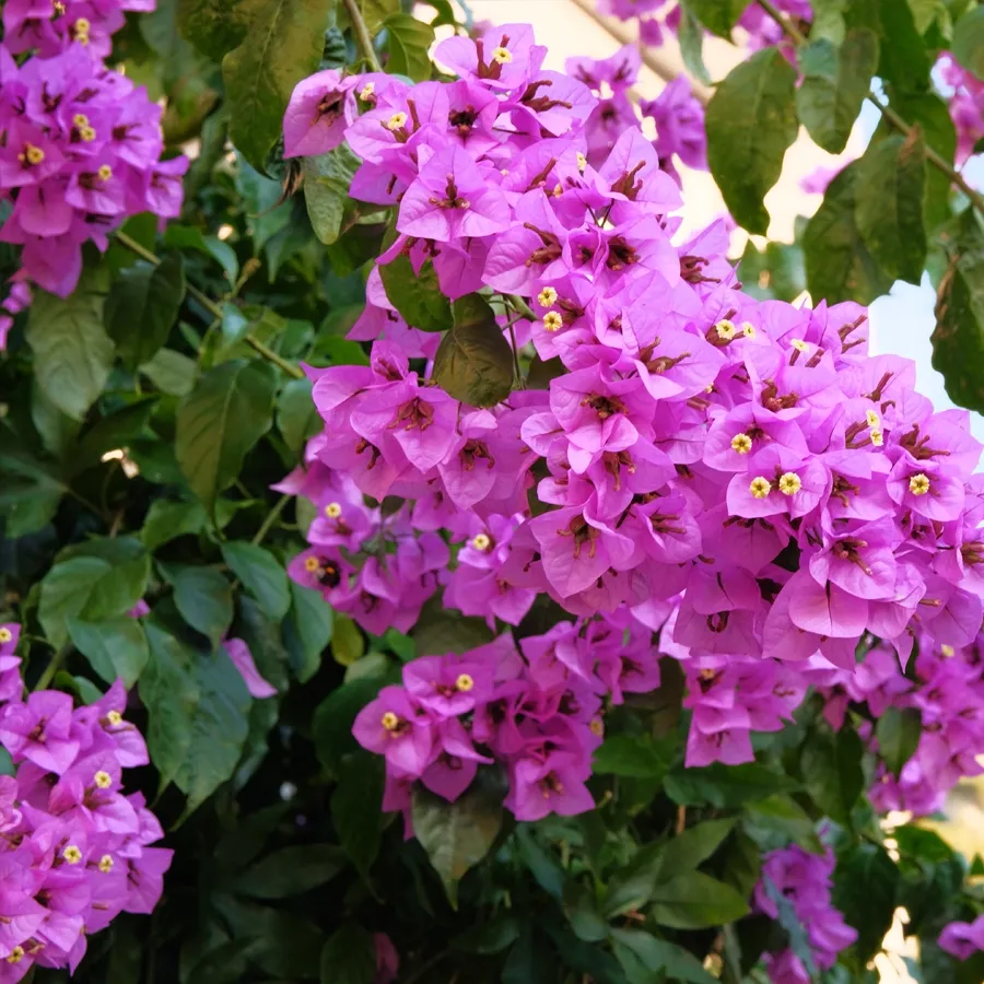 Clusters of bright pink bougainvillea flowers with green leaves