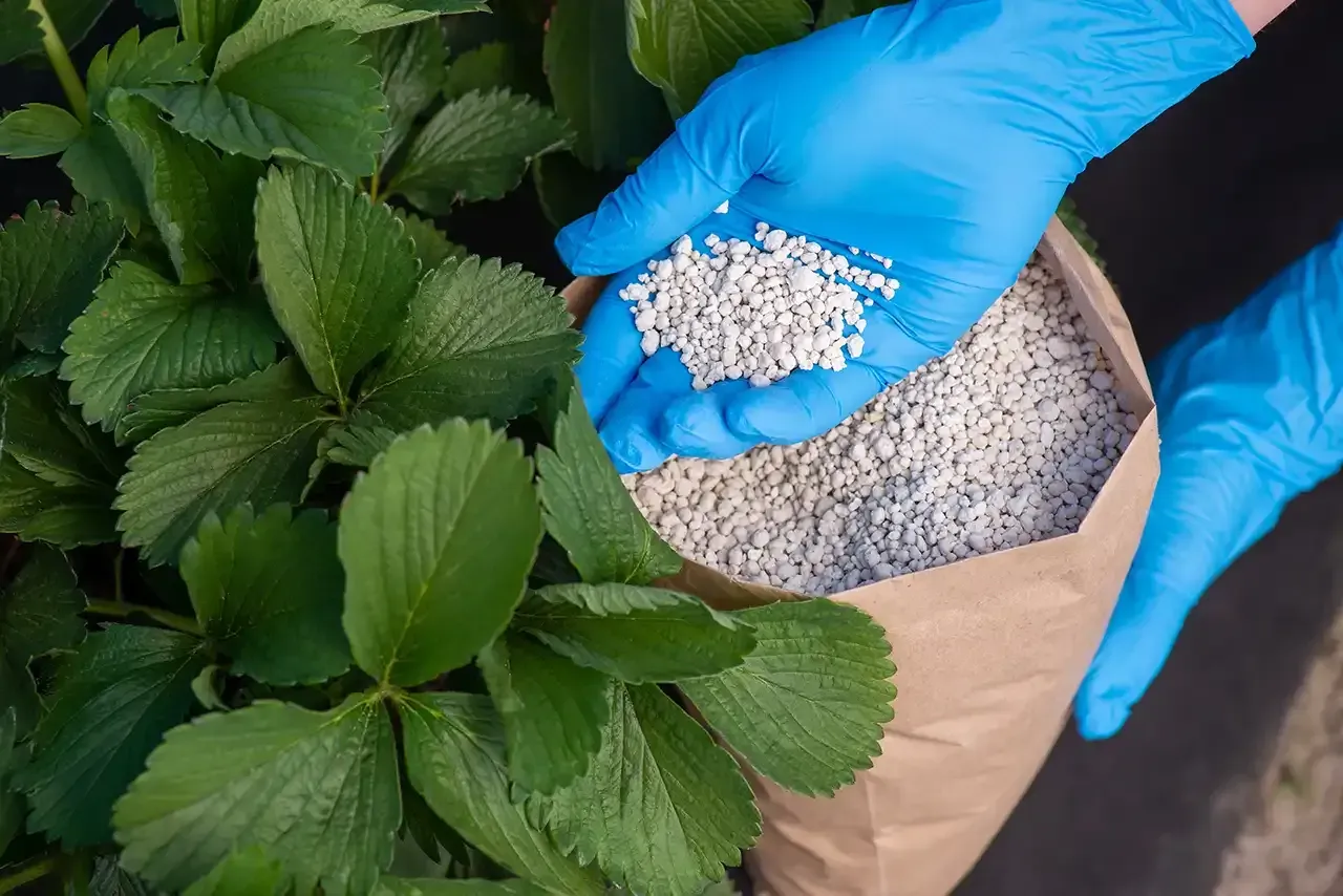 Essential Summer Fertilizing Tips for Healthy Plants