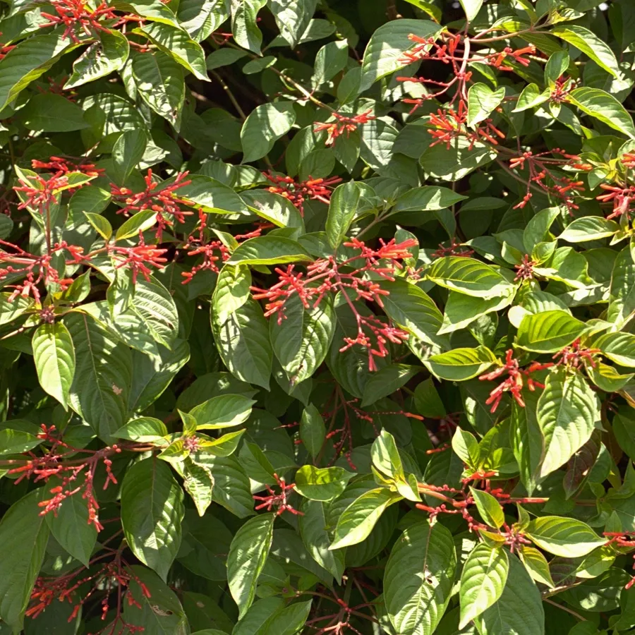 Green leafy vine with clusters of small red flowers in bright sunlight