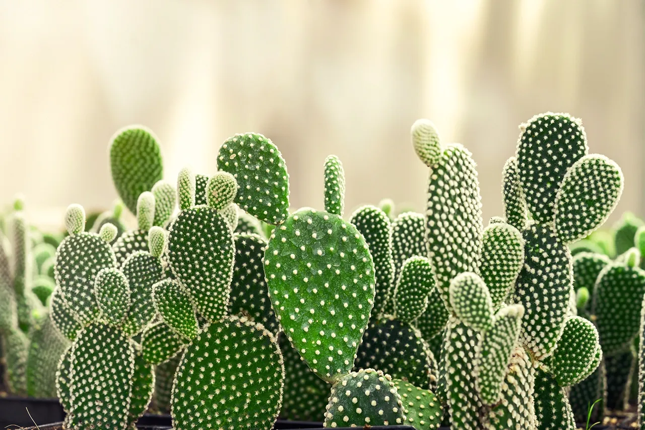 Cactus Care in Texas: Growing and Maintaining Healthy Plants