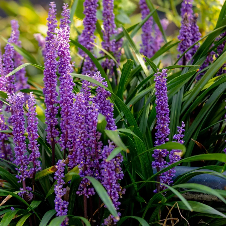 Purple flower spikes among green leaves in a garden bed