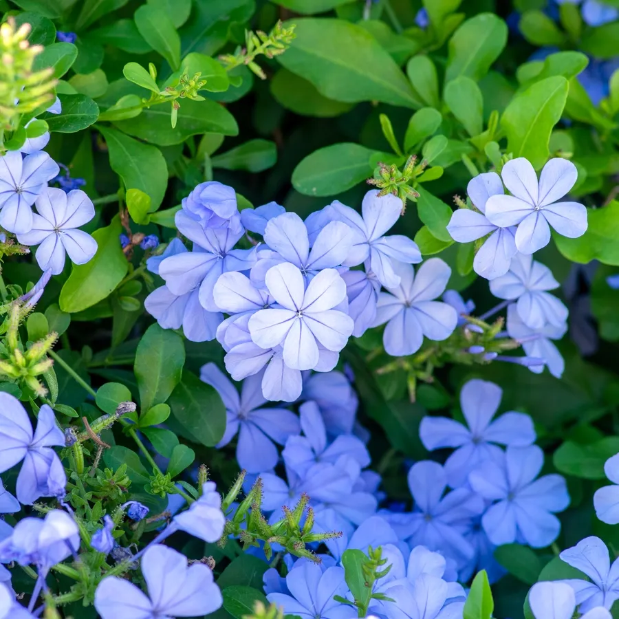 Cluster of pale lavender flowers among lush green leaves