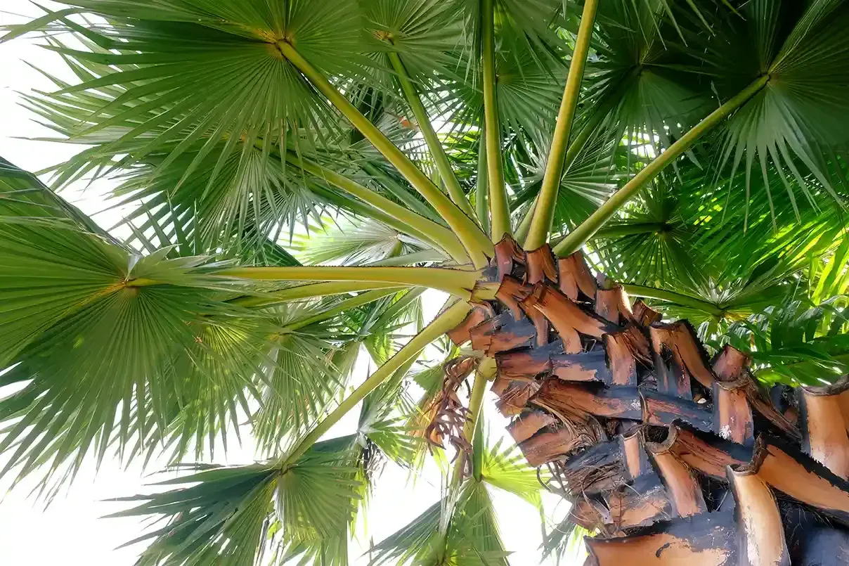 Choosing the Best Palm Tree for Texas | Rosehill Palms