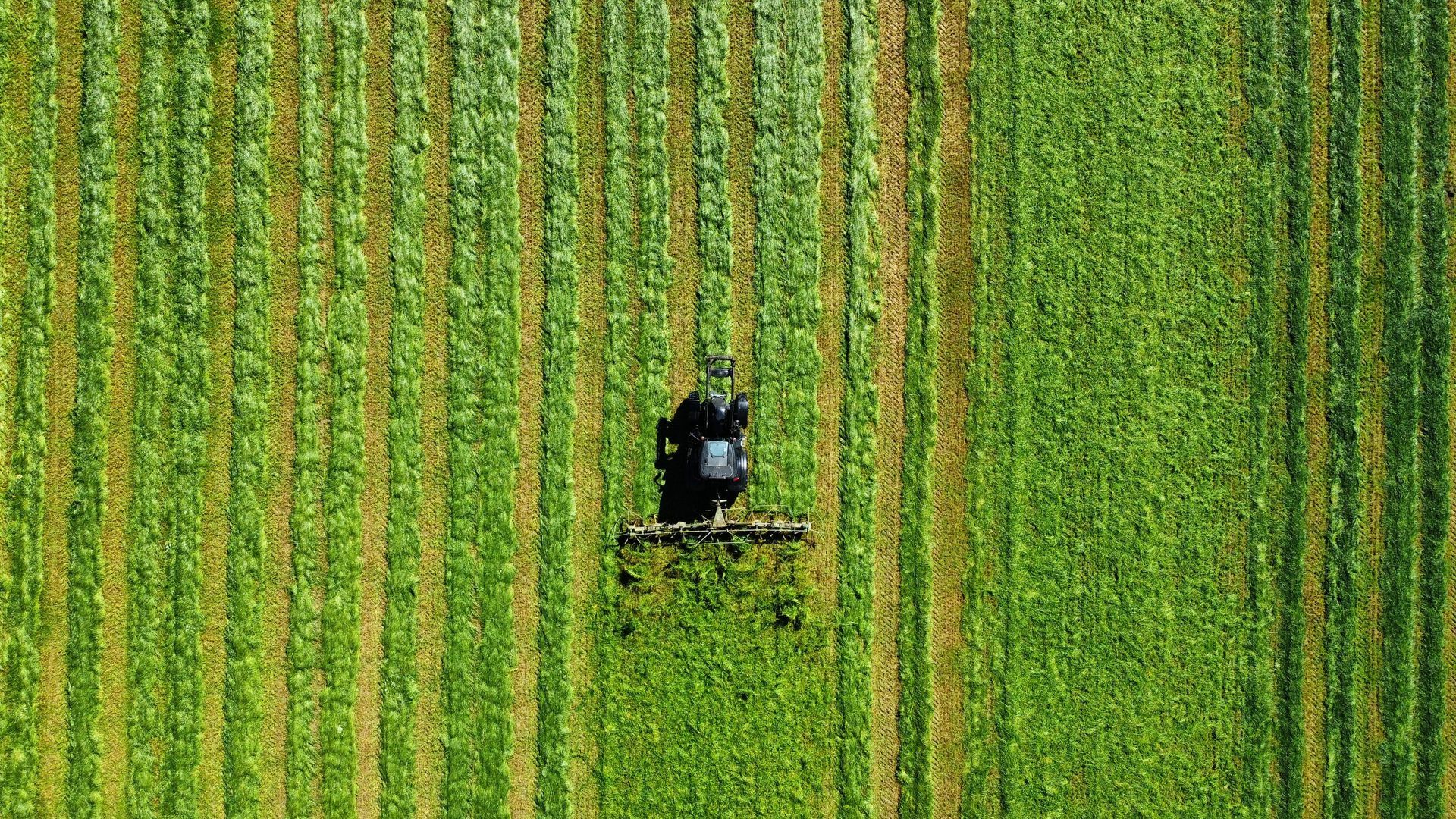 Aerial view of a small tractor spraying a green field with rows of crops.