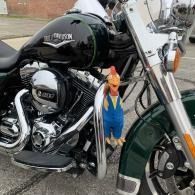 Play plastic/rubber chicken attached to a black motorcycle with chrome details in a parking lot