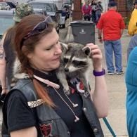 Woman holding a raccoon perched on her shoulder at an outdoor event with people in the background