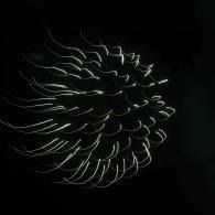 Abstract white spiral firework of curved light lines on a black background
