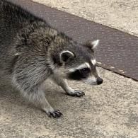 Raccoon walking on a concrete sidewalk beside a brown mat