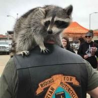 Raccoon perched on a man’s shoulder facing toward his back at an outdoor event, with tents and people in the background