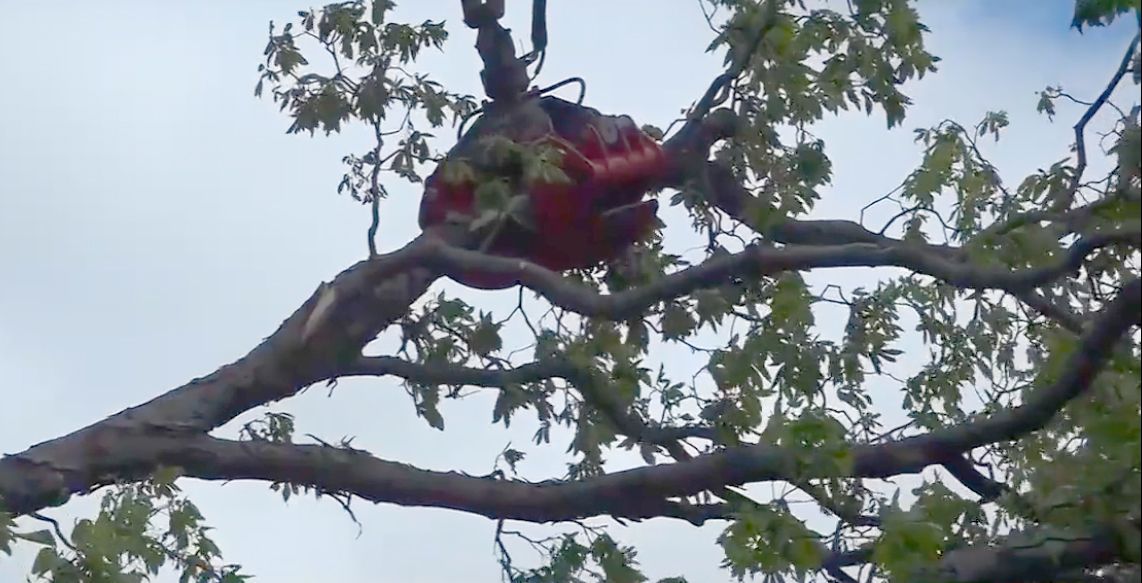 Person in a red shirt sitting on a tree branch amid green leaves and sky.