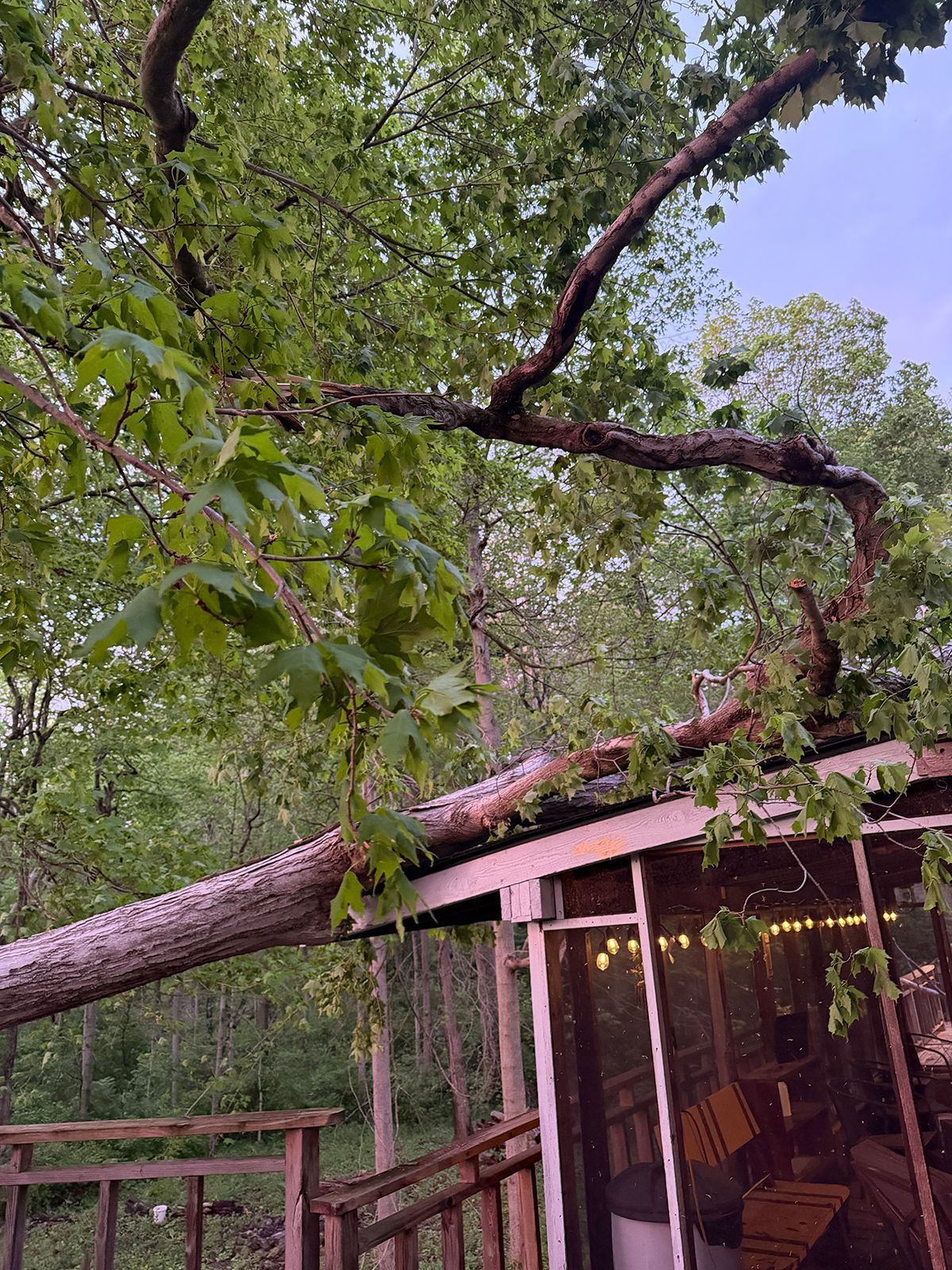 Large tree branch leaning over a screened porch in a wooded backyard
