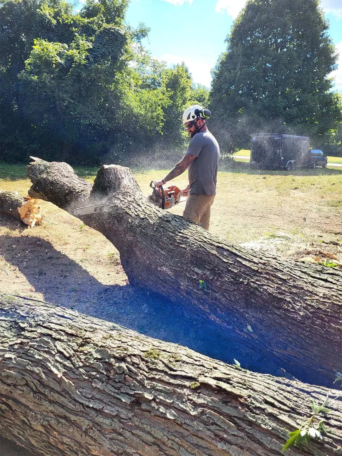 Person using a chainsaw to cut a large fallen tree trunk in a sunny yard.