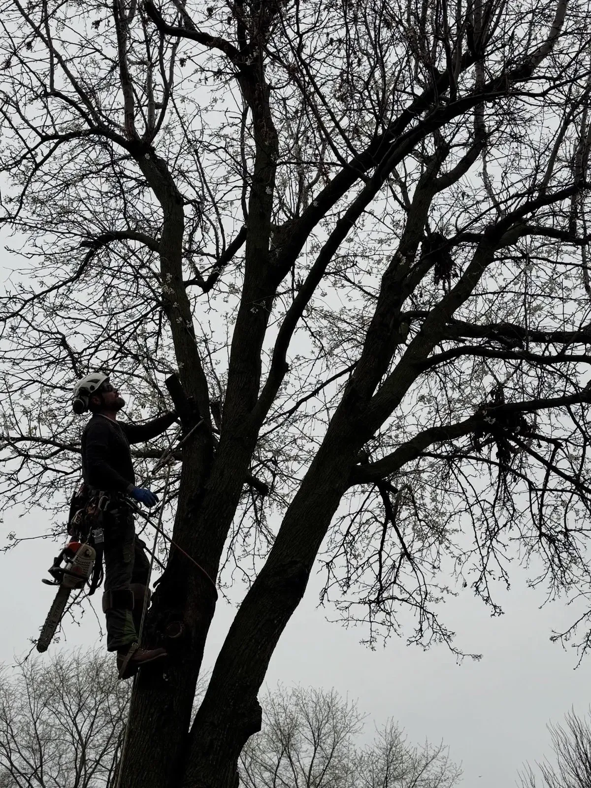 Person climbing a tall tree beside a bare winter tree canopy