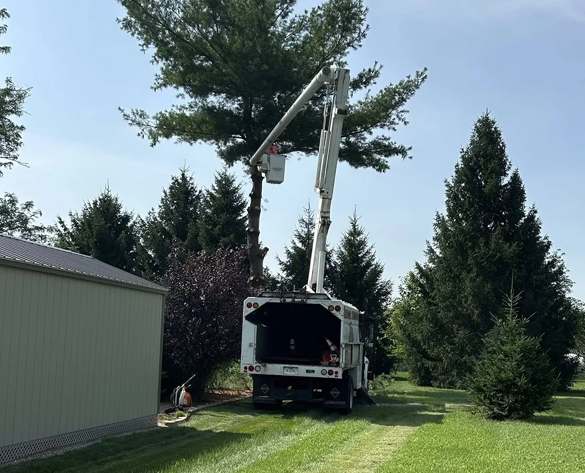 Bucket truck trimming a tall tree beside a house and shed in a grassy yard