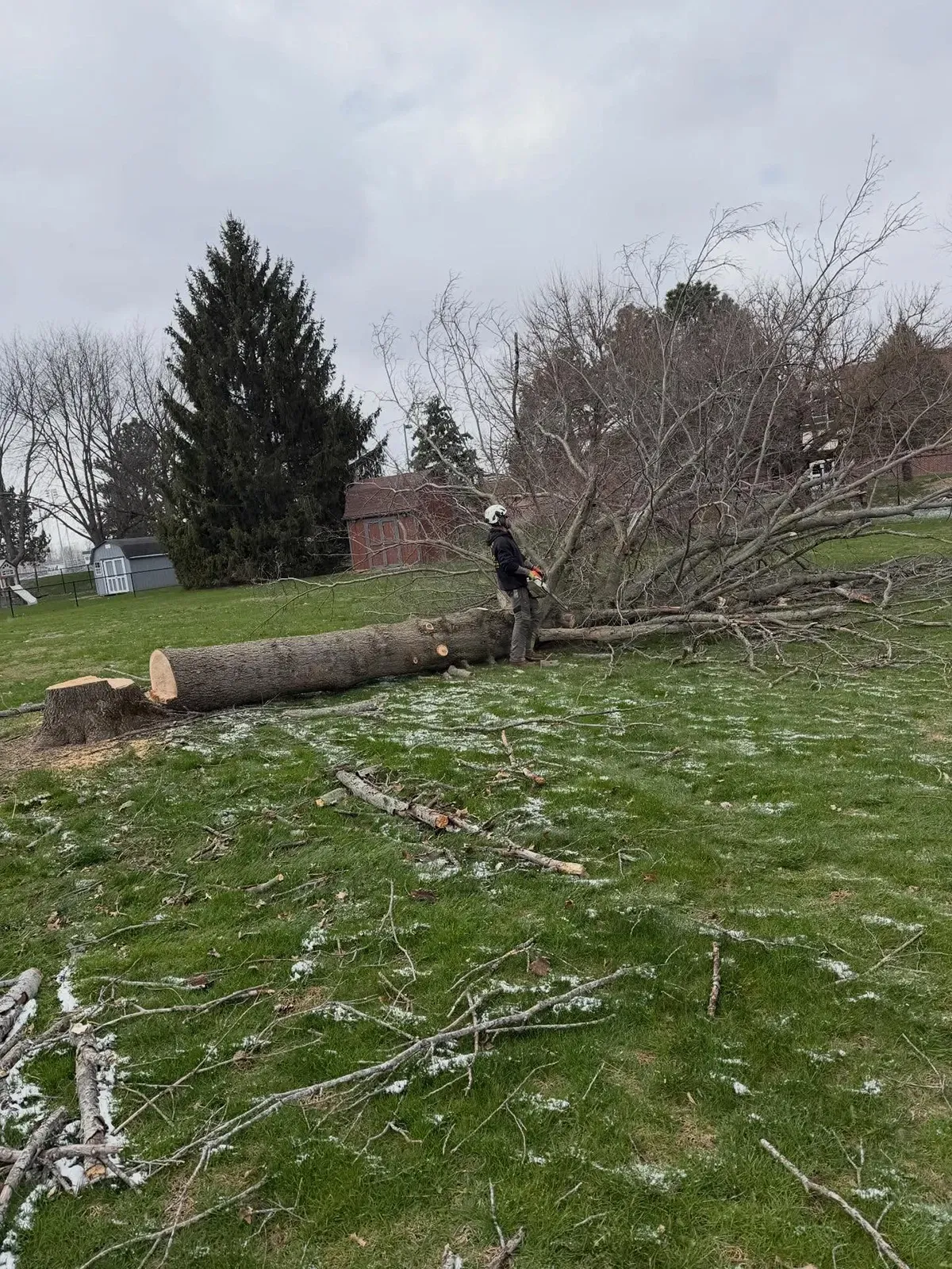 Person standing by a fallen tree trunk in a grassy yard with branches scattered around