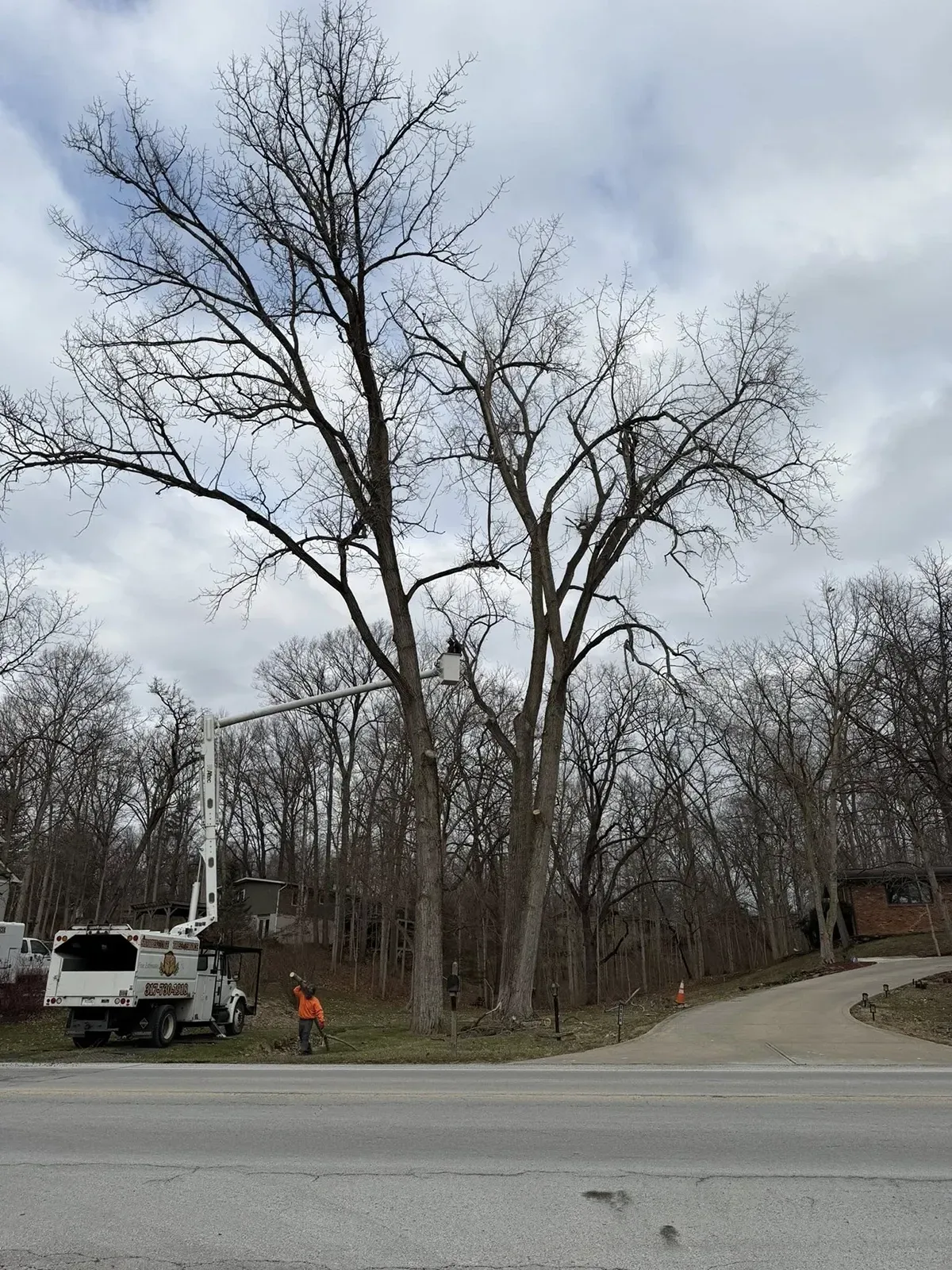 Leafless trees beside a roadside with a parked white truck under a cloudy sky