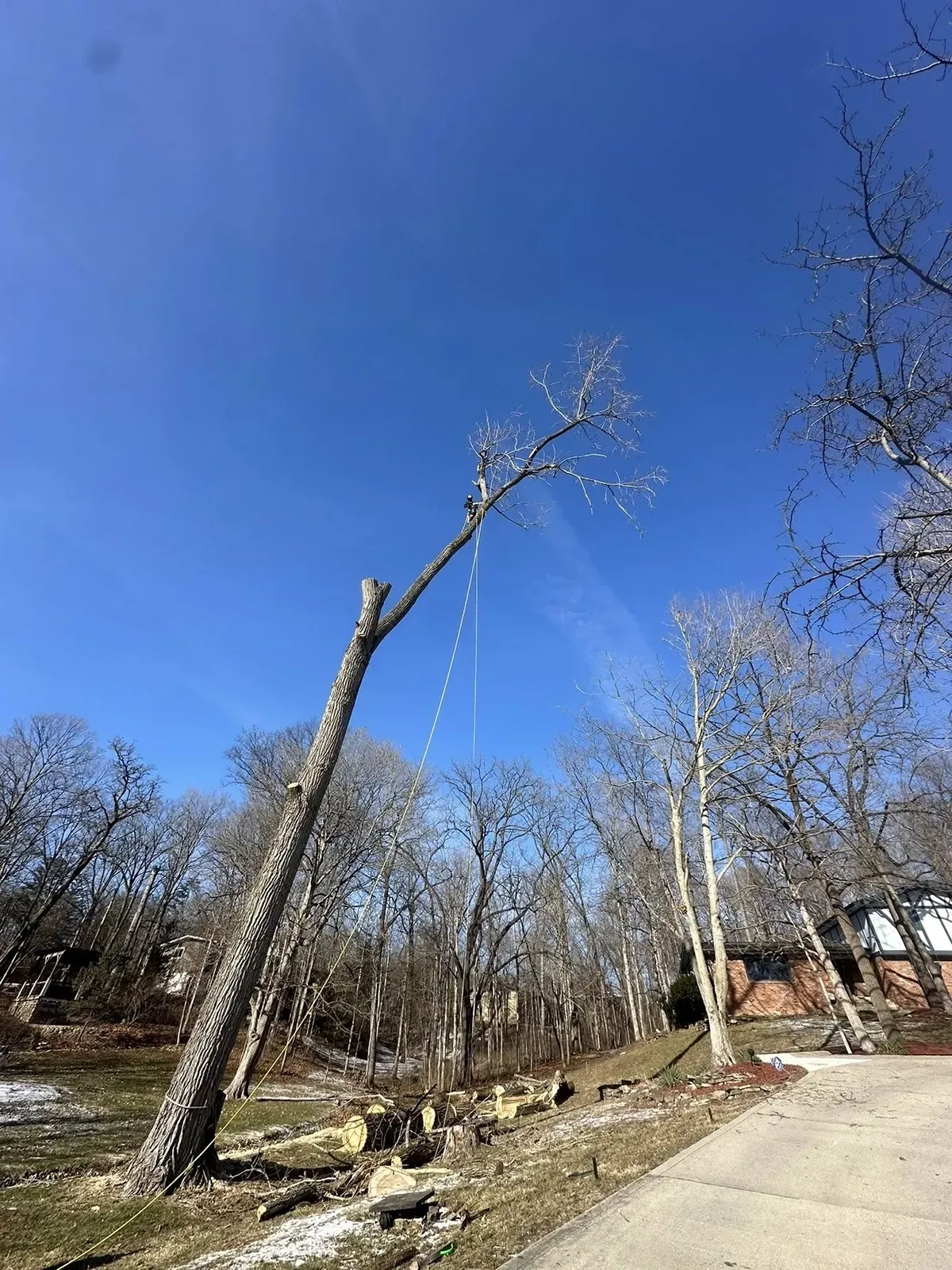 Leafless trees along a roadside under a clear blue sky on a sunny day