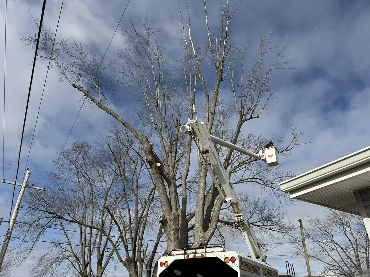 Bucket truck trimming a tall leafless tree beside power lines under a cloudy sky