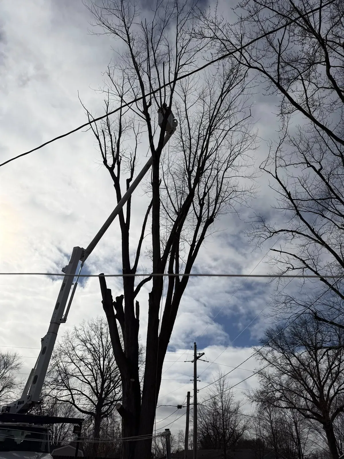 Workers in a bucket truck trim tall bare trees beside power lines on a cloudy day