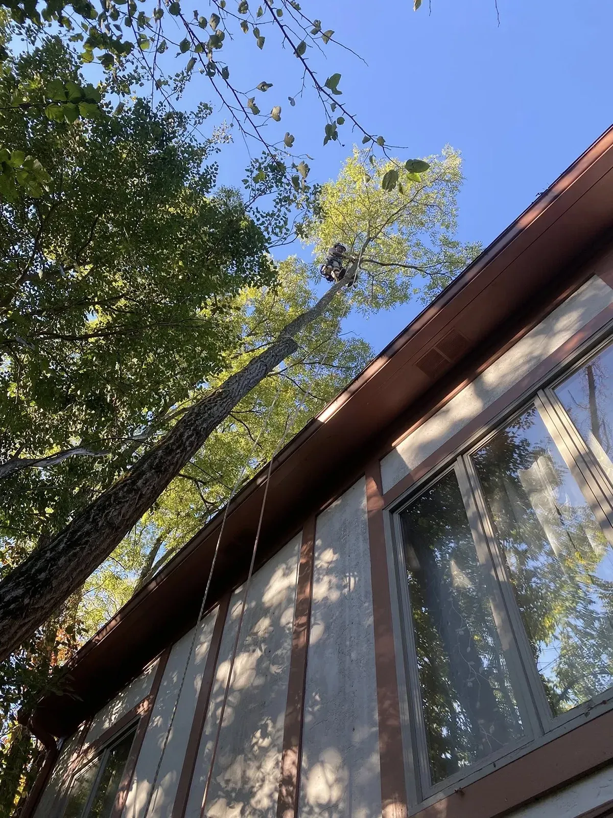 Tall trees beside a cabin with large windows, viewed from below against a blue sky.