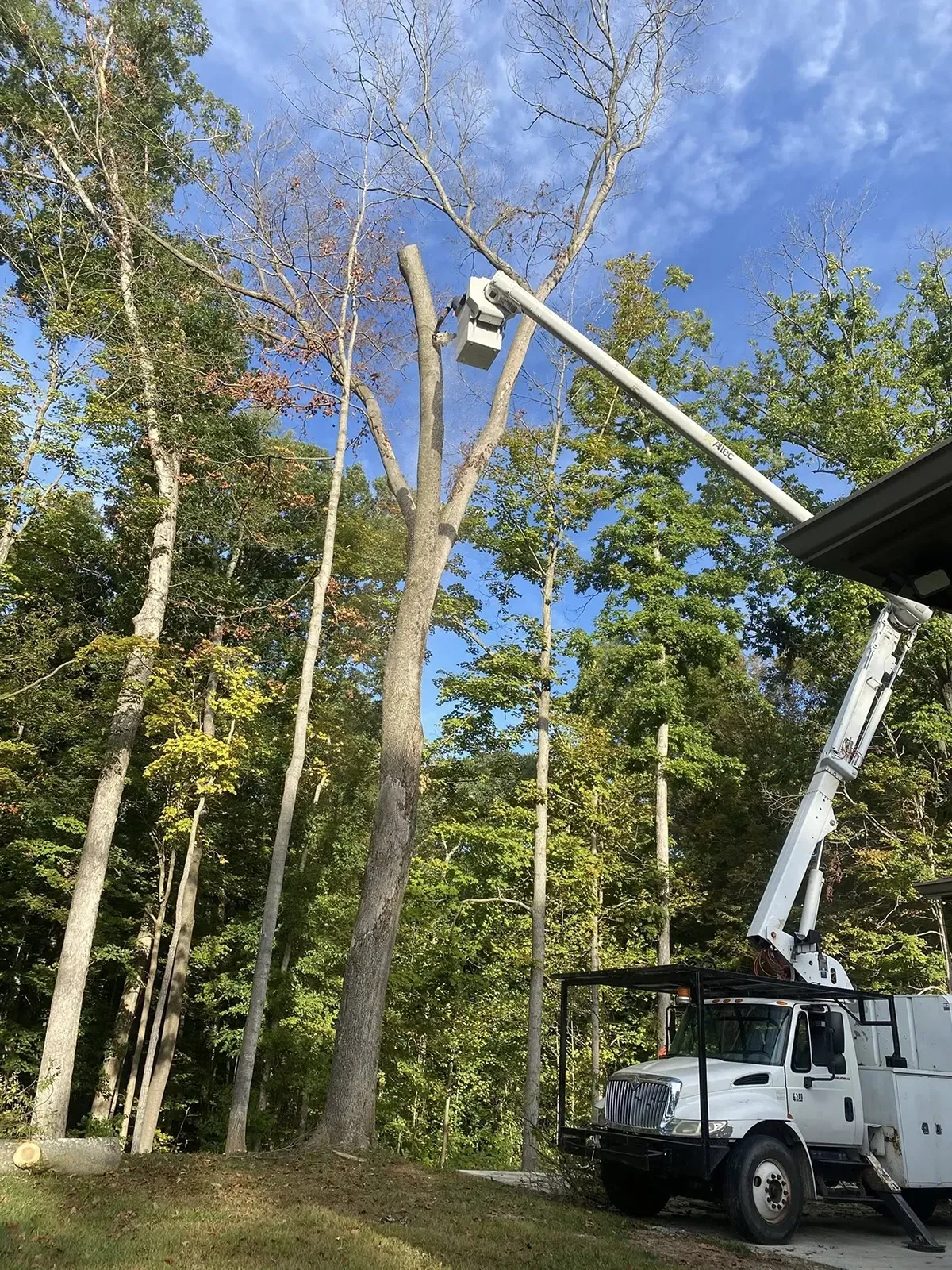 Utility truck trimming tall tree branches beside a wooded yard under a blue sky