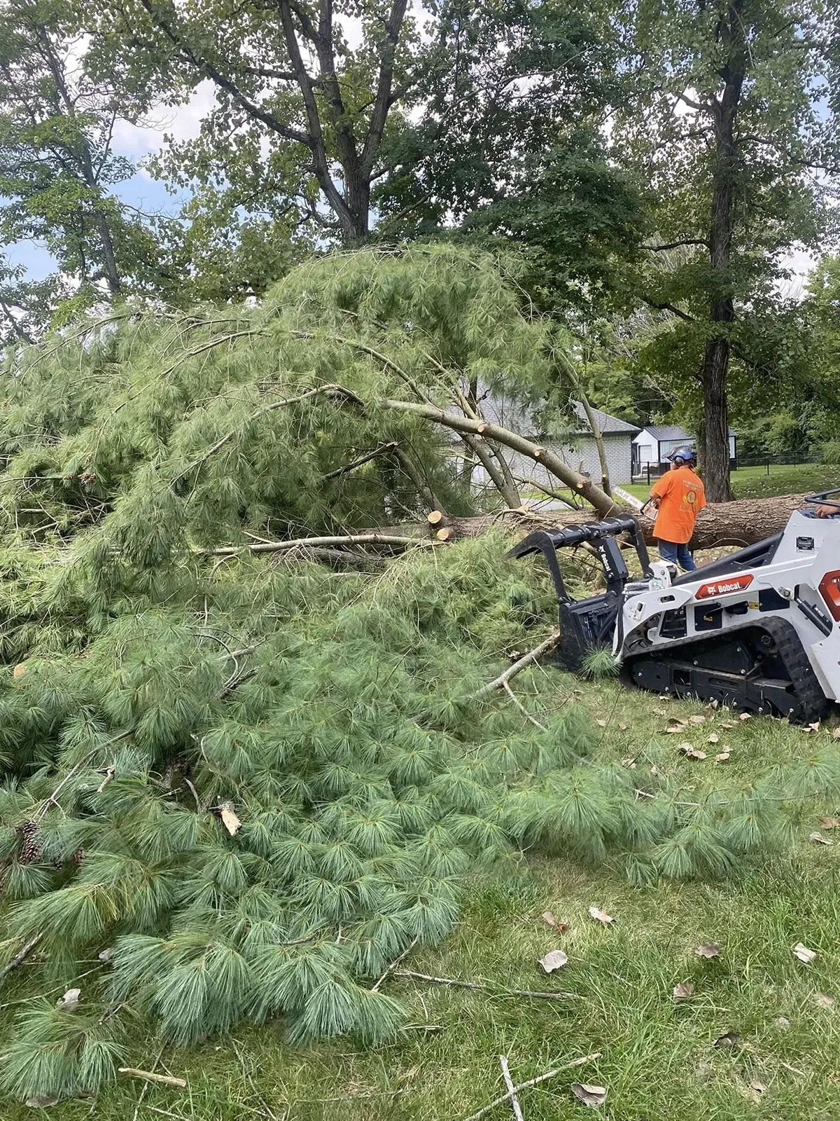 Worker on a white skid steer clearing a fallen tree in a wooded area